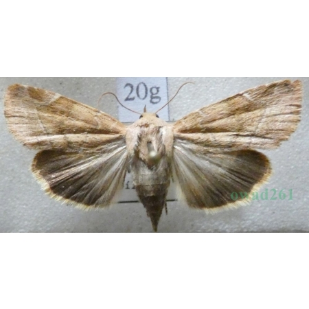 Cosmia affinis (Linnaeus, 1767) Slovakia20g